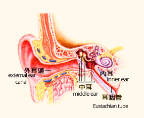 Eustachian tubes are small passages Eustachian tubes are small passages